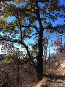 Quercus Crenata