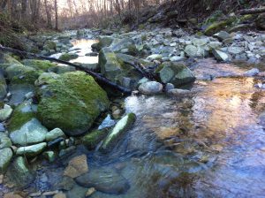 Torrente Cusina